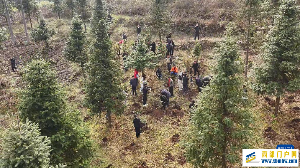 云南多地开展植树活动(图1)