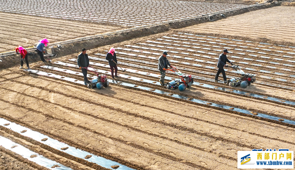 甘肃张掖：制种玉米基地“穿衣”保墒(图2)
