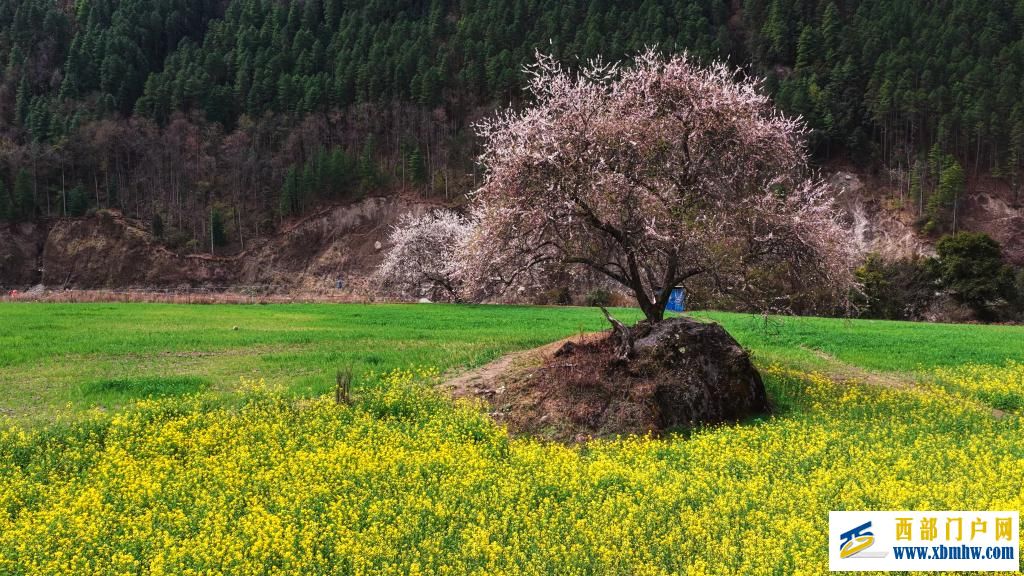 西藏白普隆沟:在漫天风雪中追寻春天(图1) 西藏白普隆沟:在漫天风雪中追寻春天(图1)