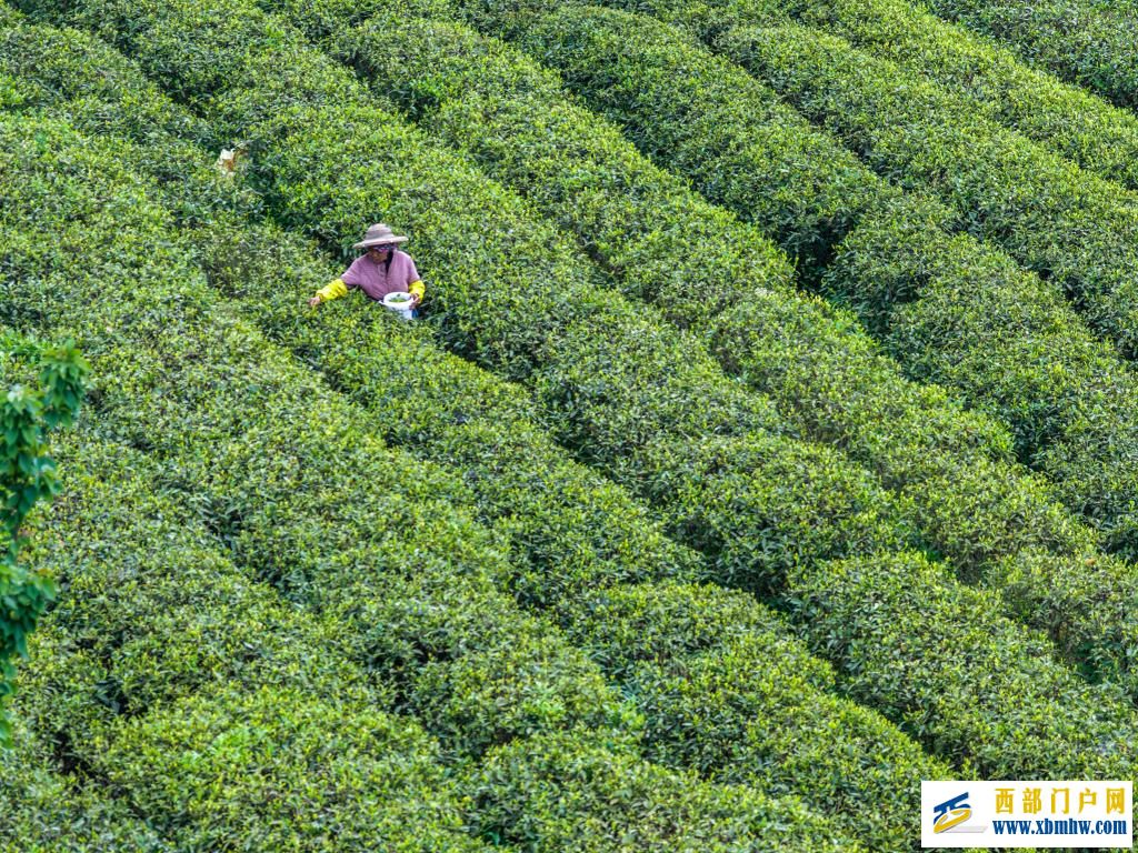 重庆丰都：千年茶乡抢春时(图3)