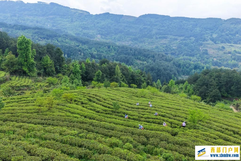 重庆丰都：千年茶乡抢春时(图2)
