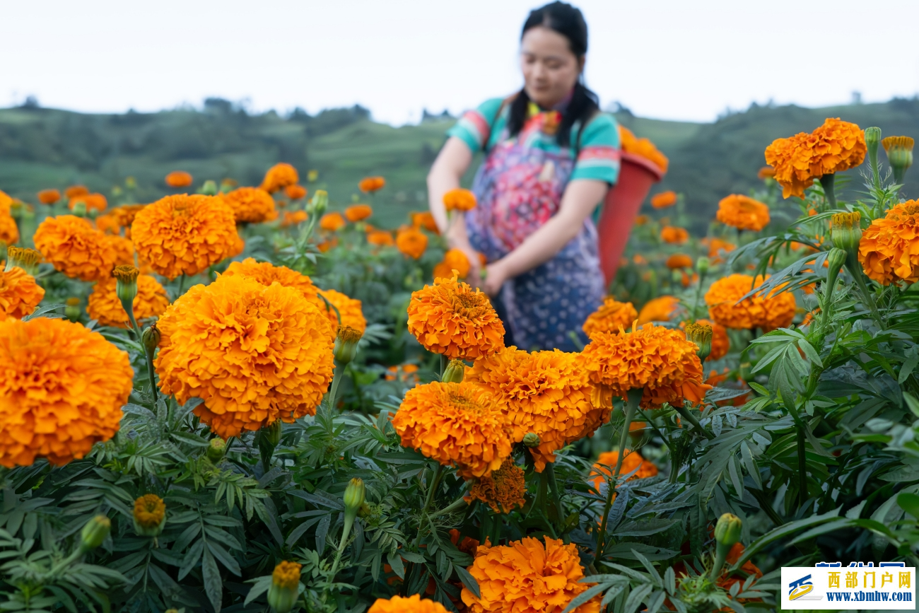 云南丘北：万寿菊迎丰收(图6)