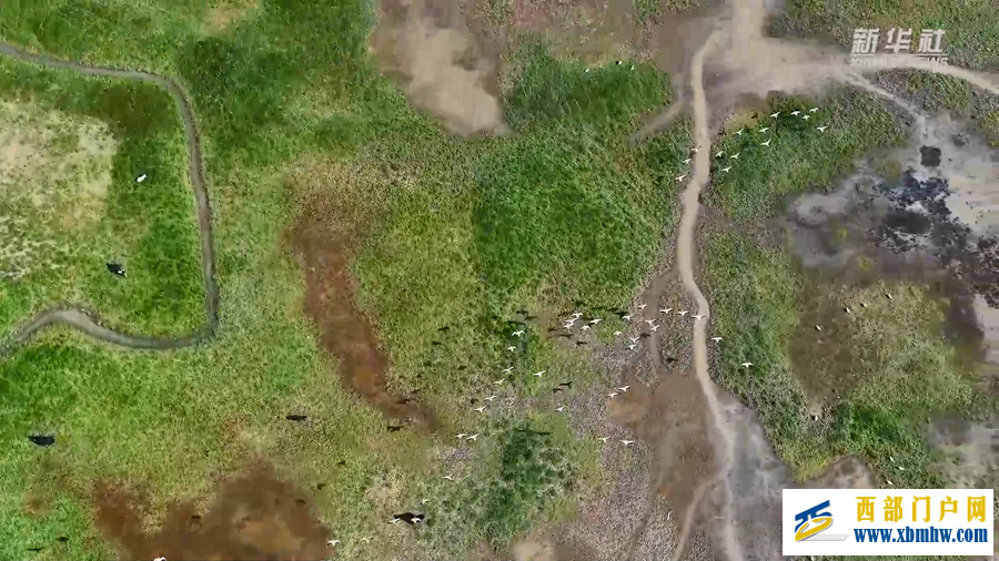 成群斑头雁飞越青海湖鸟岛湿地(图2)