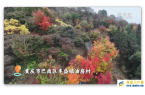 重庆巴南：彩色森林“画出”初冬的浪漫