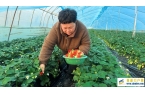 陕西眉县:冬日草莓迎来采摘季