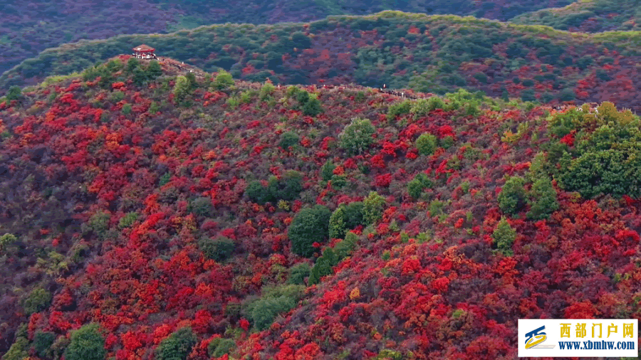 秋日盛景入画来 漫山红叶醉游人(图3)
